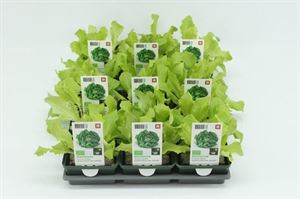 Bild von Sla. Glassla Groen Bio